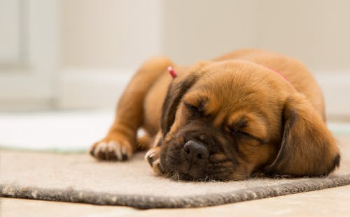 How To Treat A Bacterial Infection In Dogs