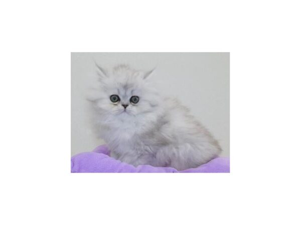 Persian CAT Female Shaded Silver 11725 Petland Bolingbrook, IL