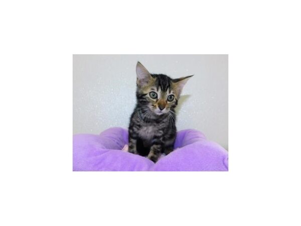 Bengal-CAT-Female-Brown / Black-11894-Petland Bolingbrook, IL