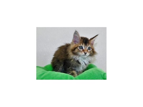 Maine Coon CAT Male Brown Classic Tabby / White 19920 Petland Bolingbrook, IL