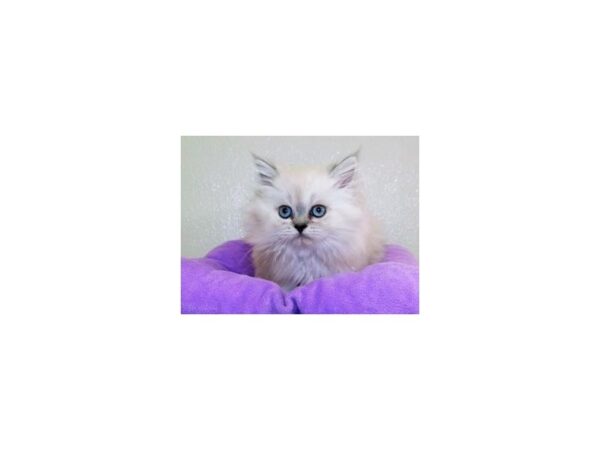 Persian-CAT-Female-Blue Point-19909-Petland Bolingbrook, IL