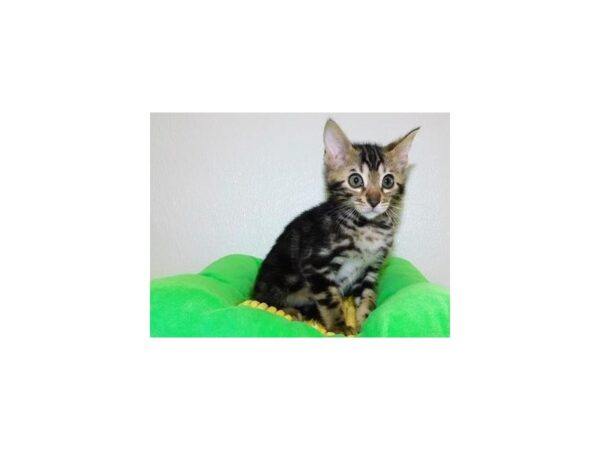 Bengal-CAT-Male-Brown / Black-20020-Petland Bolingbrook, IL