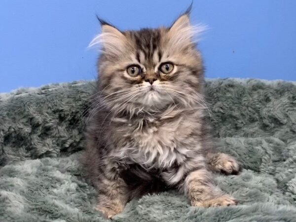 Persian-CAT-Male-Brown Tabby-19735-Petland Bolingbrook, IL