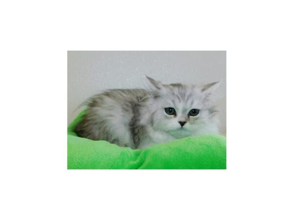 Persian CAT Male Shaded Silver / White 12026 Petland Bolingbrook, IL
