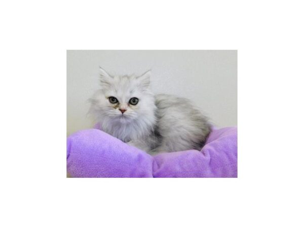 Persian CAT Female Shaded Silver 20148 Petland Bolingbrook, IL