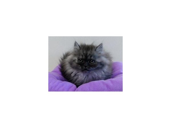 Persian-CAT-Female-Black Smoke-12169-Petland Bolingbrook, IL