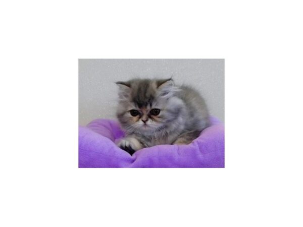 Persian-CAT-Female-Blue / Cream-20291-Petland Bolingbrook, IL