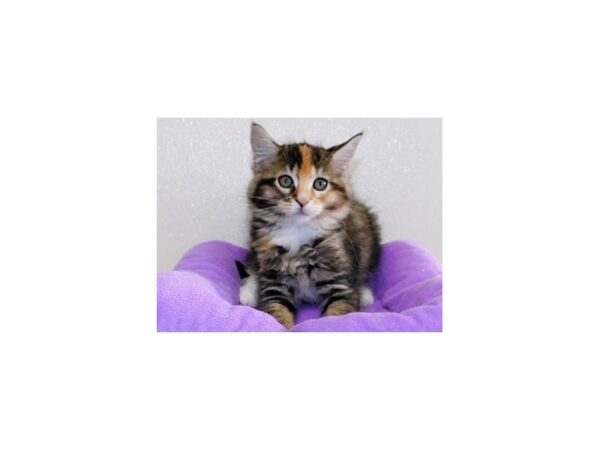 Maine Coon-CAT-Female-Brown Patched Tabby-12194-Petland Bolingbrook, IL