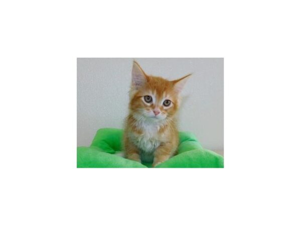 Maine Coon-CAT-Male-Red Classic Tabby, white markings-12202-Petland Bolingbrook, IL