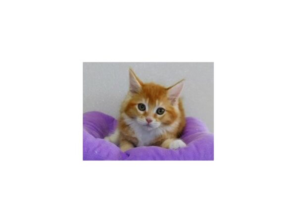 Maine Coon-CAT-Female-Red Classic Tabby / White-20320-Petland Bolingbrook, IL