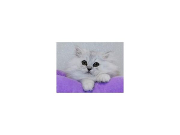 Persian CAT Female Shaded Silver 12233 Petland Bolingbrook, IL