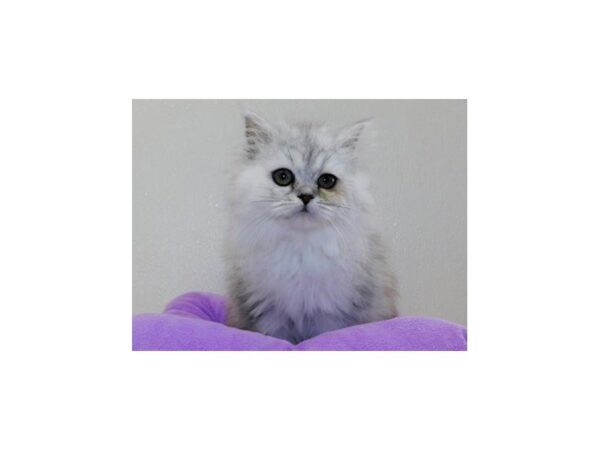 Persian CAT Female Shaded Silver 12232 Petland Bolingbrook, IL