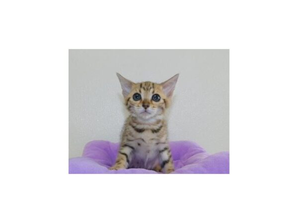 Bengal-CAT-Female-Brown / Black-20392-Petland Bolingbrook, IL