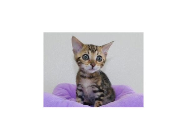 Bengal-CAT-Female-Brown / Black-20390-Petland Bolingbrook, IL