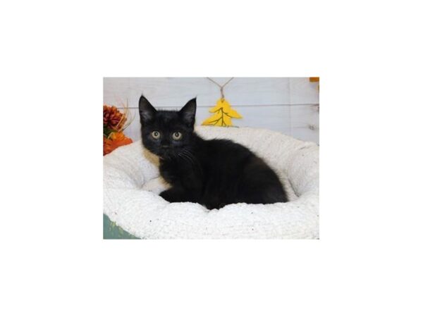 Persian/Sphynx-CAT-Male-Black-20429-Petland Bolingbrook, IL