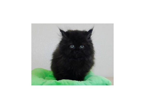 Persian-CAT-Male-Black-20193-Petland Bolingbrook, IL