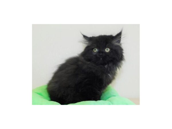 Persian CAT Male Black 12300 Petland Bolingbrook, IL