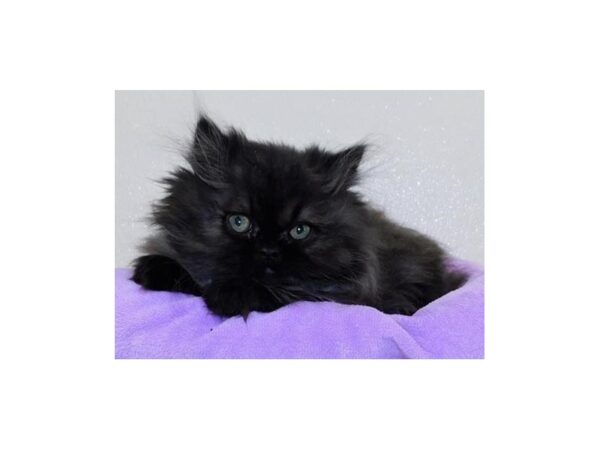 Persian-CAT-Female-Black-20614-Petland Bolingbrook, IL
