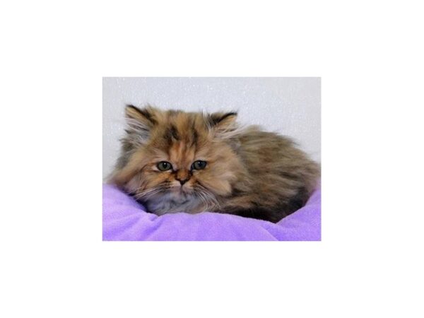 Persian CAT Female Calico 20602 Petland Bolingbrook, IL
