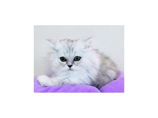 Persian-CAT-Female-Shaded Silver-20613-Petland Bolingbrook, IL