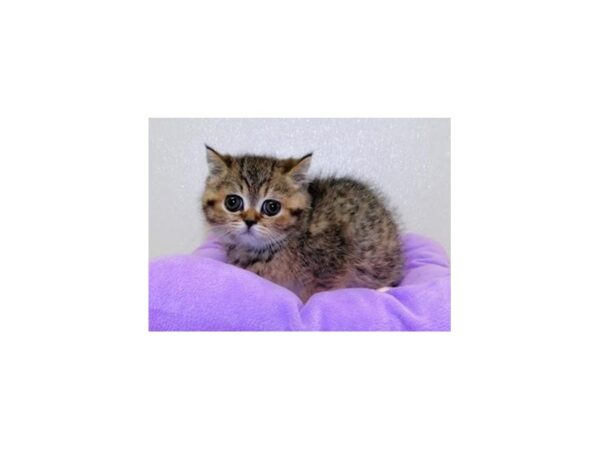 Exotic Shorthair-CAT-Female-Brown Mackeral Tabby-20651-Petland Bolingbrook, IL