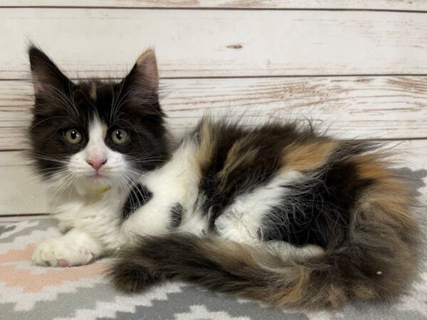 Maine Coon-CAT-Female-Brown Patch Mackerel Tabby White-20674-Petland Bolingbrook, IL