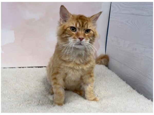 Adopt A Pet CAT Male Red Mackeral Tabby 20427 Petland Bolingbrook, IL
