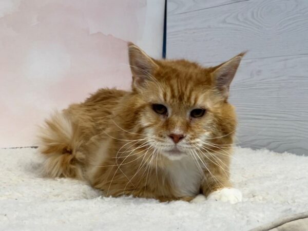 Adopt A Pet-CAT-Male-Brown Tabby-20426-Petland Bolingbrook, IL
