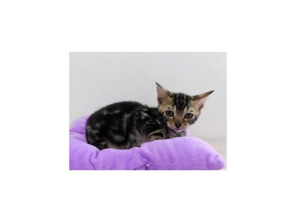 Bengal-CAT-Female-Brown / Black-12638-Petland Bolingbrook, IL