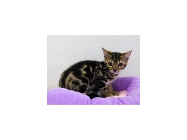 Bengal-CAT-Female-Brown / Black-20790-Petland Bolingbrook, IL