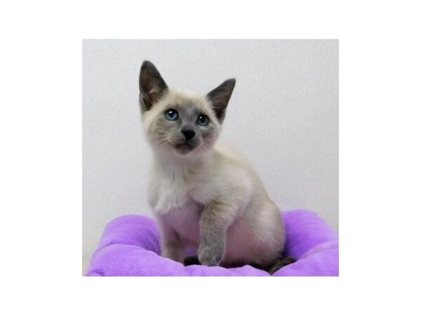 Siamese-CAT-Female-Blue Point-20817-Petland Bolingbrook, IL