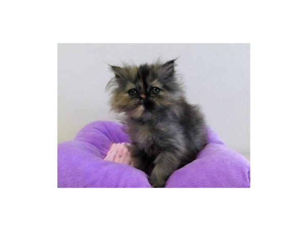 Persian CAT Female Shaded Tortishell 20959 Petland Bolingbrook, IL