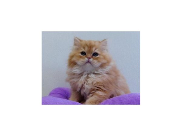Persian-CAT-Female-Orange Tabby-20958-Petland Bolingbrook, IL