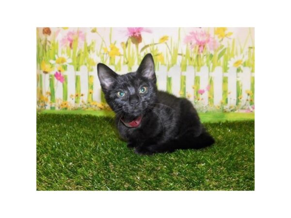 Domestic Cat-CAT-Female-Black-12820-Petland Bolingbrook, IL