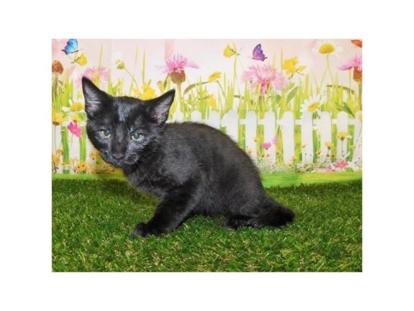 Domestic Cat-CAT-Male-Black-12821-Petland Bolingbrook, IL
