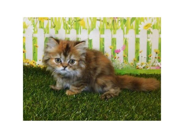 Persian-CAT-Female-Golden Mackeral-20764-Petland Bolingbrook, IL