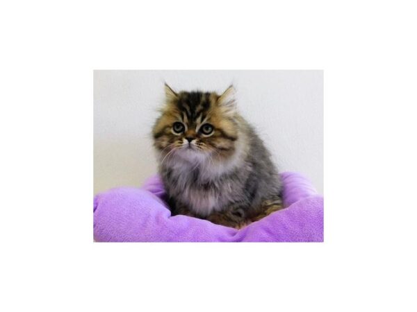 Persian-CAT-Female-Shaded Golden-21047-Petland Bolingbrook, IL