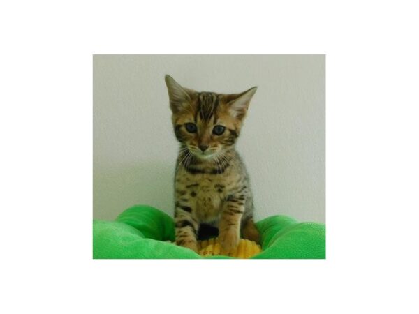 Bengal-CAT-Male-Brown / Black spotted tabby-21106-Petland Bolingbrook, IL
