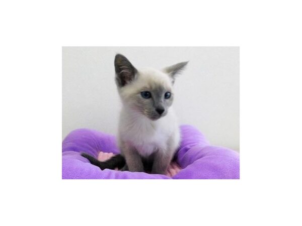 Siamese-CAT-Female-Blue Point-21147-Petland Bolingbrook, IL
