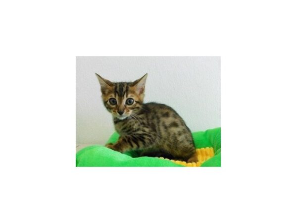 Bengal-CAT-Male-Brown / Black-20913-Petland Bolingbrook, IL