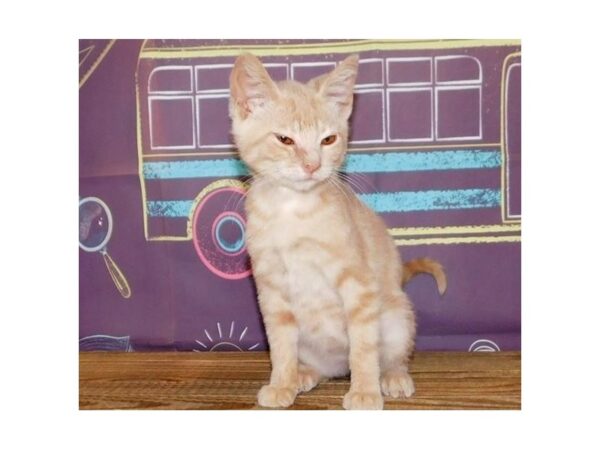 Domestic Kitten-CAT-Female-Cream-21199-Petland Bolingbrook, IL