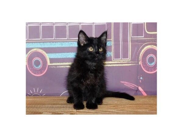 Domestic Kitten-CAT-Female-Black-21198-Petland Bolingbrook, IL