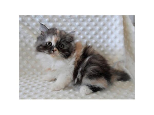 Exotic Short Hair-CAT-Female-Dilute Calico-21231-Petland Bolingbrook, IL