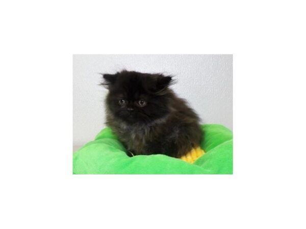 Persian CAT Female Black 13098 Petland Bolingbrook, IL