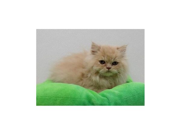 Persian-CAT-Male-Orange Tabby-21449-Petland Bolingbrook, IL