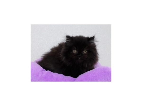 Persian-CAT-Female-Black-13243-Petland Bolingbrook, IL