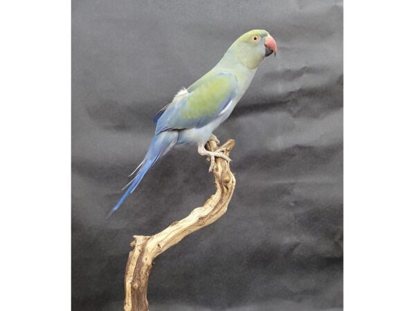 Indian Ringneck Parakeet-BIRD--Violet-21550-Petland Bolingbrook, IL