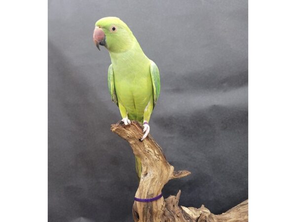 Indian Ringneck Parakeet-BIRD--Green-21549-Petland Bolingbrook, IL