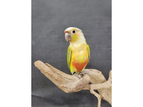 Green Cheek Conure-BIRD--Dilute-21551-Petland Bolingbrook, IL