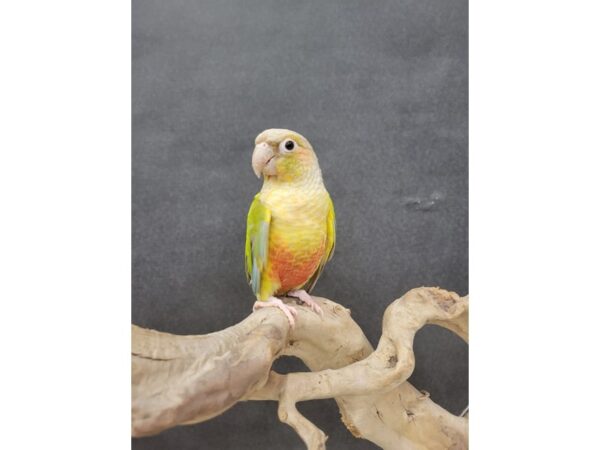Green Cheek Conure-BIRD--High Red-21552-Petland Bolingbrook, IL
